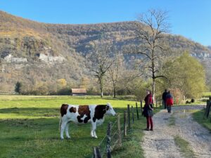 randonnée vache